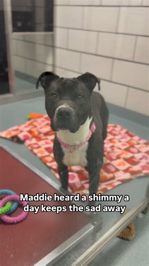 You know what they say, a shimmy a day keeps the sad away. | The SPCA Serving Erie County, NY