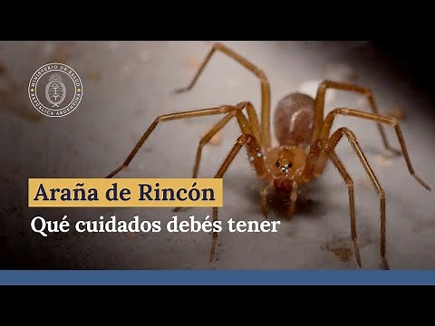 Araña de rincón ¿Qué cuidados debes tener