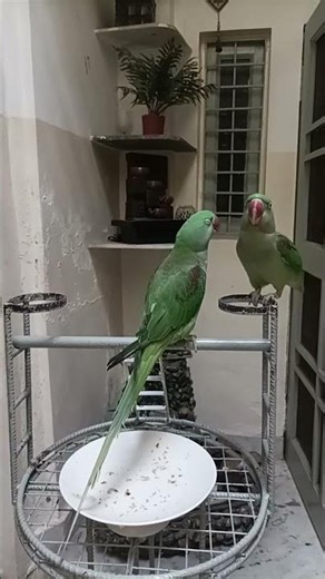 Talking paarot