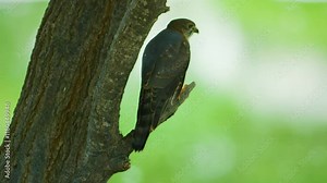 Immature Pale Chanting goshawk (Melierax canorus) perched on a tree , Kalahari desert, South Africa.