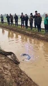 687 reactions · 5 comments | “Nobody Expected THIS Outcome in a Python vs Electric Eel Face-Off ⚡” #wildlife #animal | Lalit Kumar | Facebook