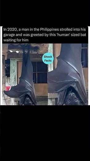 Giant 'Human-Sized' Bat Discovered in Philippines Garage?! 🦇🤯 #shorts
