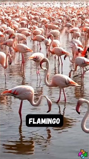 The Beautiful Pink Flamingo