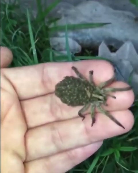 Heartwarming Mama Wolf Spider Carries Her Babies on Back