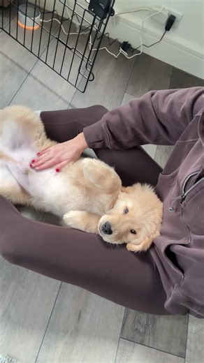 Adorable Golden Retriever Puppy: Just a Baby!