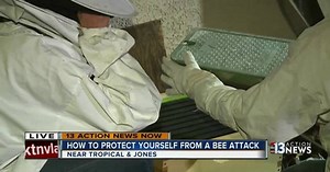 How to protect yourself from bee attacks