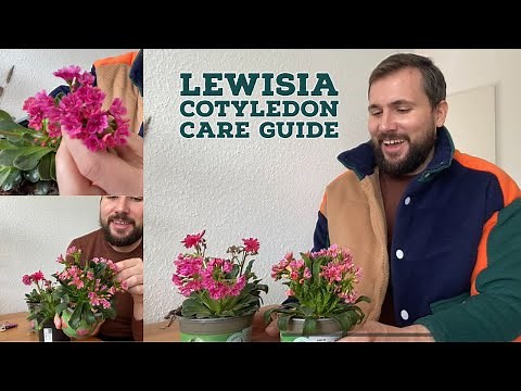 Lewisia Cotyledon Care Guide