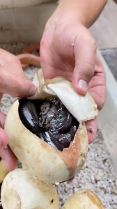 2M views · 6.3K reactions | HAPPY BDAY PYTHON BABIES拾 It’s these...