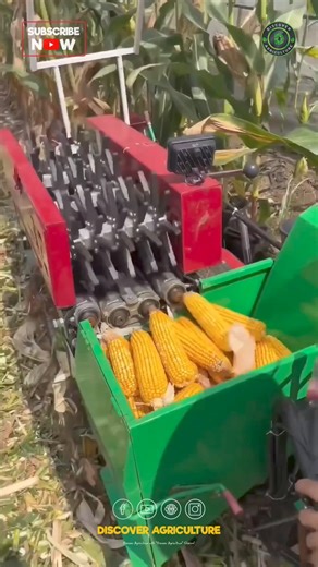 Witness the marvel of technology at work with this Sweet Corn/Maize Harvesting Machine! 🌽 This efficient machine streamlines the harvesting process, saving farmers valuable time and effort. With its cutting-edge design, it ensures maximum productivity while maintaining crop quality. Say goodbye to manual labor-intensive harvesting methods and embrace modern agricultural practices with this game-changing equipment. Whether you're a farmer or simply fascinated by innovation in agriculture, this m