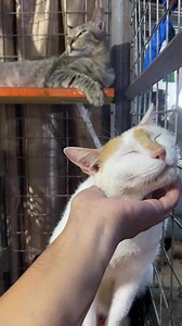 I want to share the remarkable story of Nemo, a chapter that will forever be etched in my life as a rescuer. Throughout this journey, I encountered a lot of hurtful words posted on social media that almost ruin my reputation, But as a rescuer, these challenges only fueled my determination.The criticism doesn't matter when you witness the transformation of a life. Look at Nemo now—loving me unconditionally. It's a testament to the resilience of animals and the power of compassion.Let's celebrate 