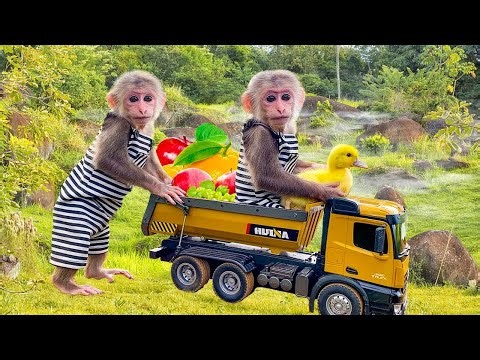 BiBi monkey helps dad take care and feed the ducklings