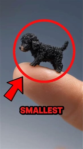 Top 3 Smallest Dogs Ever… #1 Will Shock You 🐶😳#shorts