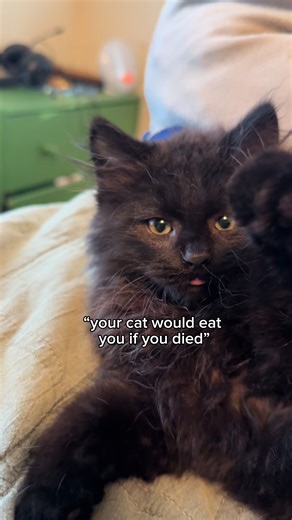 Is This Normal Behavior for Cats? Find Out Now!