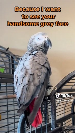 Parrots speak English#tiktok #foryou #parrot #fyp #funnyvideo