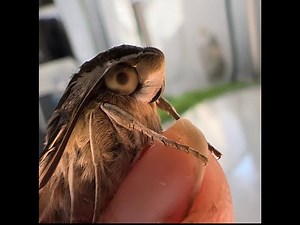 White Lined Sphinx Moth, pupae to eclosure
