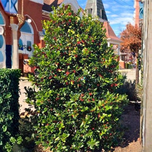 Nellie R. Stevens Holly Tree Starter Plant – Ilex Hybrid Evergreen for Privacy Screens, Hedges - Etsy
