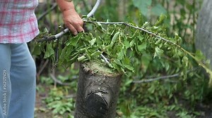 Woman cuts ax a branch in the garden. Brushwood for heating Or for compost.