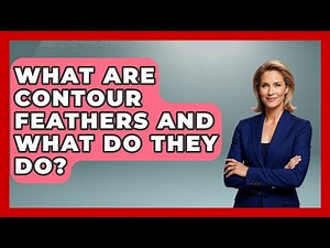 What Are Contour Feathers And What Do They Do? - Bird Watching Diaries