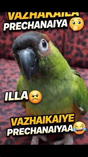 Funny Nanday Conure🫣😂 #birds #tamilcomedy #lol #parrot #funny #laughter #fypp