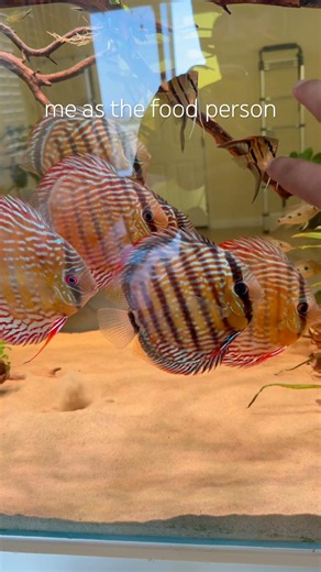 Wild discus in the Grotto r shining! #aquarium #fishkeepinghobby #wilddiscus #discus
