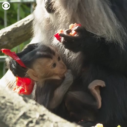 MONKEYING AROUND: A newborn bearded monkey was seen clinging to its mom and eating at a zoo in Germany on Thursday. The zoo said mom Medini gave birth to the baby on March 14 and has been "developing optimally." Bearded monkeys are threatened by deforestation. | CBS Newspath