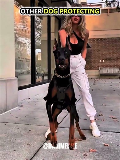 Other dog protect VS Last One 💀