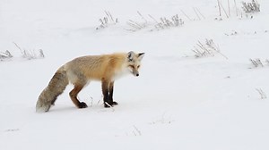 106K views · 4K reactions | Mondays be like... Diving head first into the snow? Tracking mice under the snow, the fox will leap up and land on its prey, taking it by surprise. Sometimes the snack is not surprised and eludes the fox. The fox must shake it off, look around to see if anyone saw the previous jump, and try again. Good luck, fox. NPS Video: A fox leaps head first into the snow at Yellowstone National Park. #MondayMotivation #FindYourPark | National Park Service | Facebook