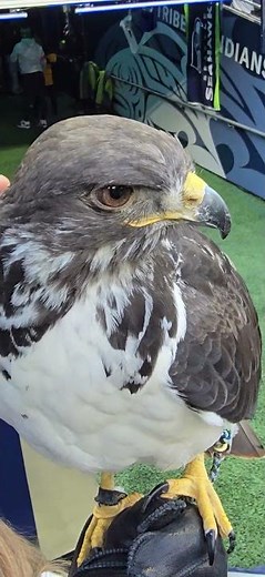 Taima the Seahawk.
