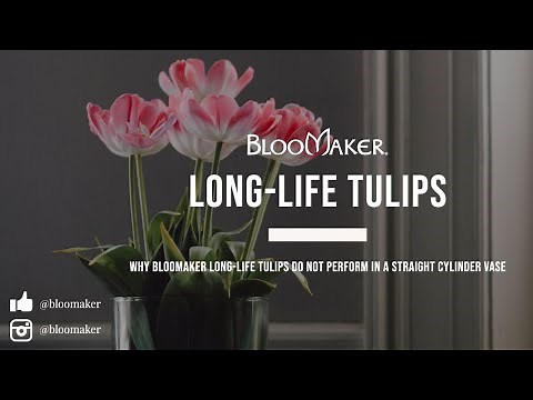 Bloomaker Hydroponic Vases