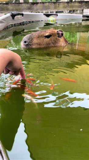 Relaxing capybara pool time with a cute water adventure
