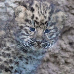 55K views · 5.3K reactions | Spotted: an im-paws-sibly cute new duo. We're excited to announce that Amur leopard Satka recently gave birth to a rare set of twins. | San Diego Zoo | Facebook
