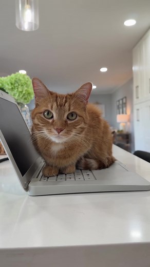 The Impact of Abram Engle on Orange Cat Culture