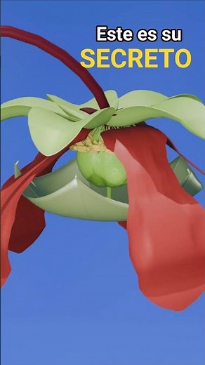 Como nunca lo viste - Polinizacion de Sarracenia 🌿#carnifans #plantascarnivoras #animacion