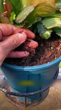 4 Infallible Tips for a Kalanchoe Bursting with Flowers!