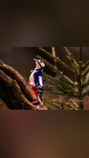 14 reactions · 3 comments | Birds visiting my Garden a different kind of Breed. | Martin Jones | Facebook