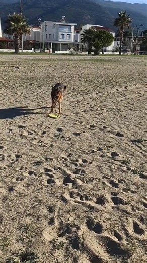 1.7K views · 65 reactions | Fun time | German Shepherd lovers | Facebook