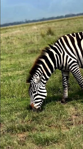 DISCOVER OUR TOP TANZANIA DAYTRIP SAFARIS FROM ARUSHA&MOSHI #tarangirenationalpark #ngorongorocrater