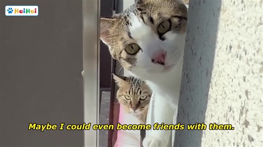 I Just Moved In… and My Neighbors’ Two Cats Were Secretly Watching Me #02