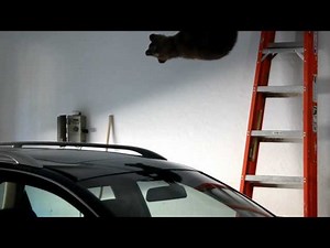 Bear trapped in garage rescued by other bear