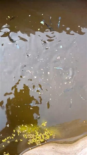 🤯 Peaceful Morning Feeding My Guppies 🐠 | Guppy Fish Tank Routine | Breeding Setup 🥳