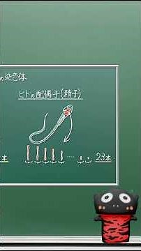 配偶子と体細胞の核内の染色体の比較（複相と単相）【017生物】新課程対応