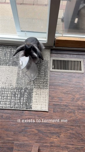 😂 Bunny vs air deflector! 💨🥊🐇 #funnybunny #rabbit #badbunny