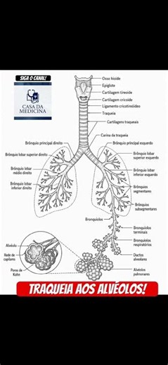 Anatomia Completa da Traqueia aos Alvéolos! 🫁