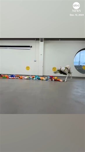 3.3M views · 50K reactions | Christmas came early for these rescue dogs in Ireland. The annual tradition lets the pups choose from a variety of donated dog toys. | ABC News | Facebook