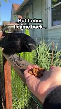 She Left For 4 Months… Would The Crow Still Remember Her? 🥹🖤