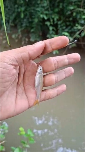 Mancing Ikan Kecil #Mancing #MancingIkan #MancingIkanKecil #MicroFishing