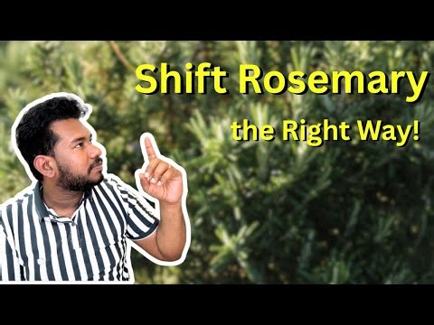 🌿 How to Transplant Rosemary #sakthivelorganics #rosemarry #trasnaplant