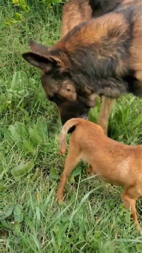 #chihuahua #puppy #dog #animals #live #motivation #viral #funny #shortvideo