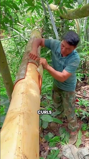 How Cinnamon Is Made 🌿 From Tree Bark to World’s Favorite Spice