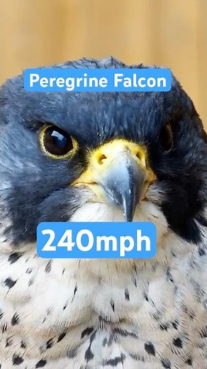 Nature’s Fighter Jet - Peregrine Falcon